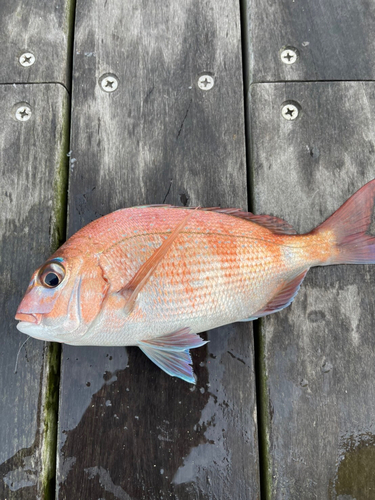 マダイの釣果