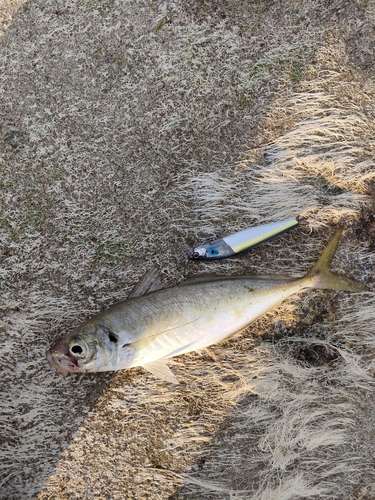 マアジの釣果