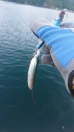 カタクチイワシの釣果