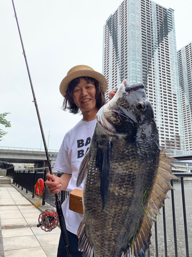 チヌの釣果