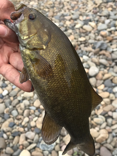 スモールマウスバスの釣果