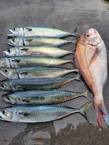 サバの釣果