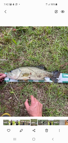 ブラックバスの釣果