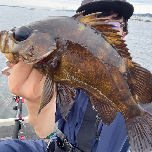 メバルの釣果