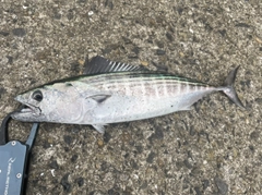 ハガツオの釣果