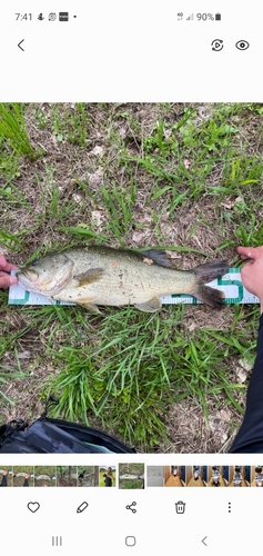 ブラックバスの釣果