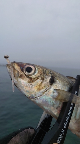 マアジの釣果