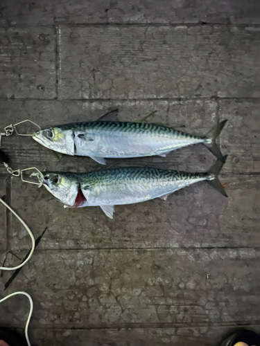 サバの釣果