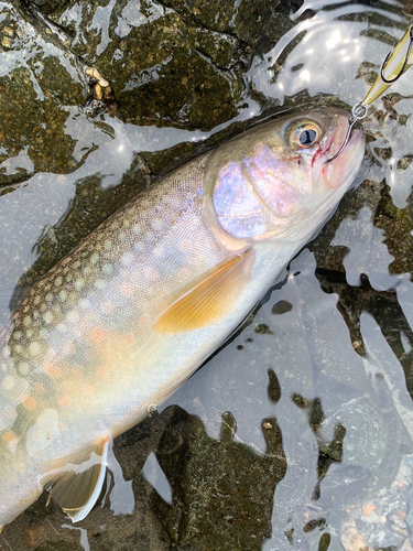 イワナの釣果