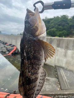 アイナメの釣果