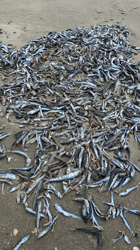 イワシの釣果