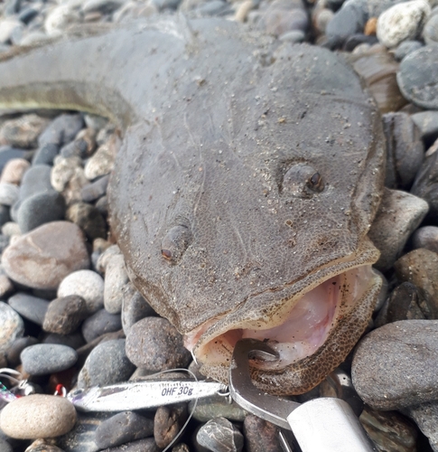 マゴチの釣果