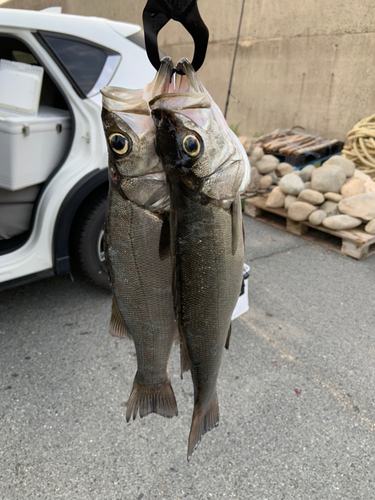 ヒラスズキの釣果