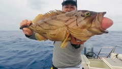 ホウキハタの釣果