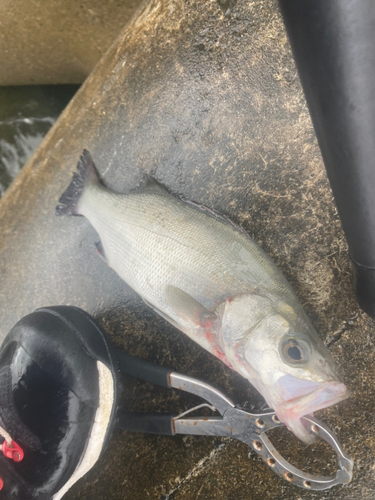 セイゴ（ヒラスズキ）の釣果