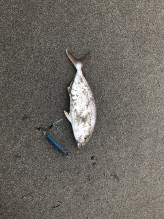 ショゴの釣果