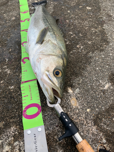 スズキの釣果