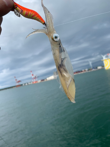 マメイカの釣果