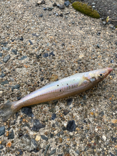 キスの釣果