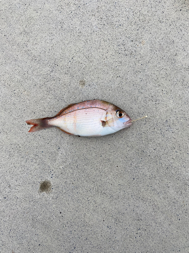 チャリコの釣果