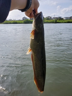 ナマズの釣果