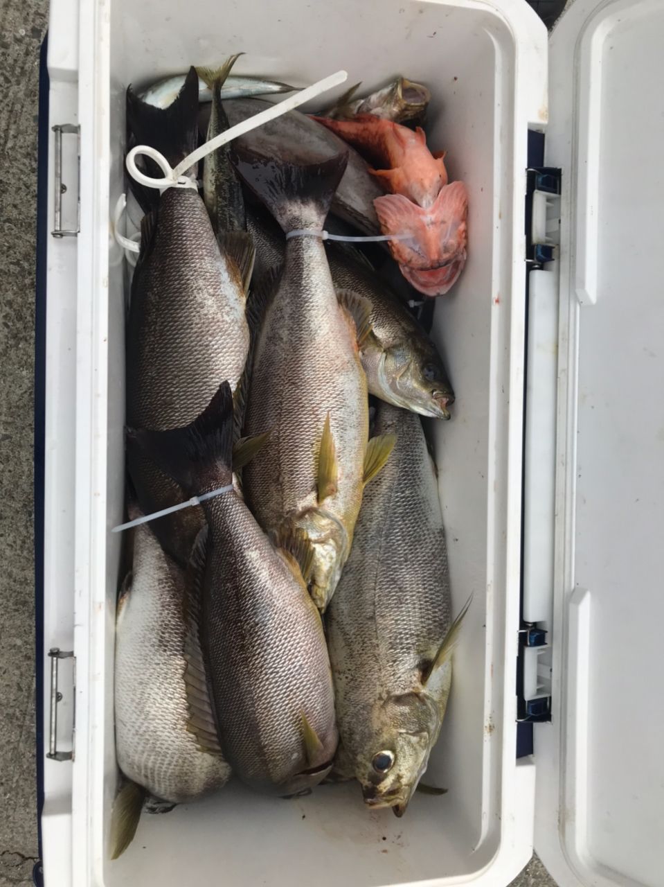 アングラーキラボシさんの釣果 3枚目の画像