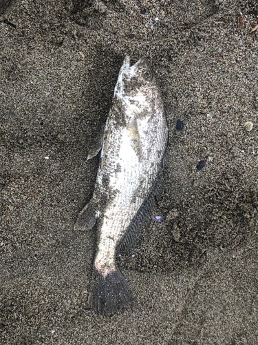 イシモチの釣果