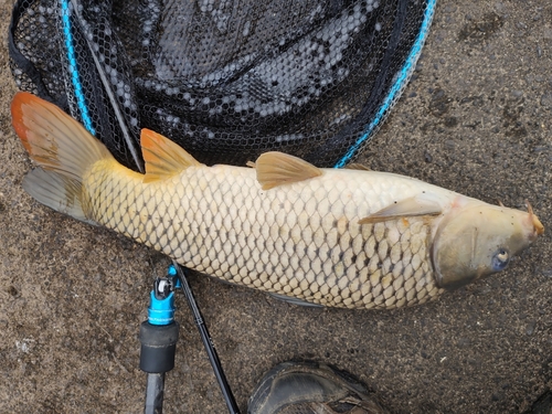 コイの釣果