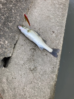 セイゴ（マルスズキ）の釣果