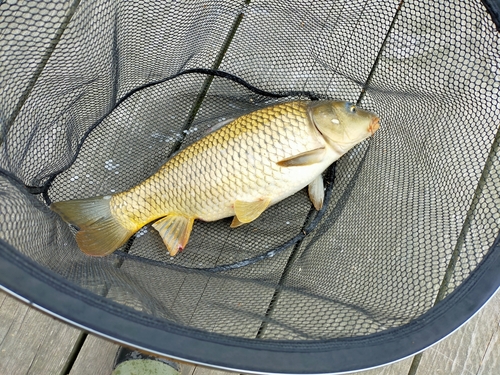 コイの釣果