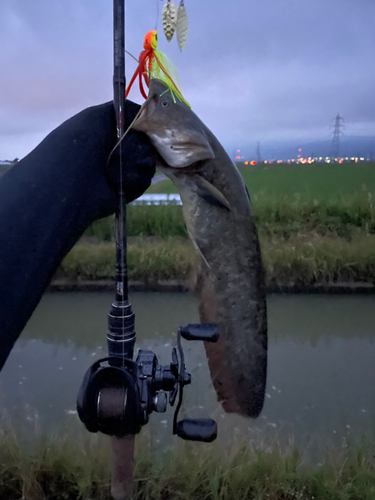 ナマズの釣果