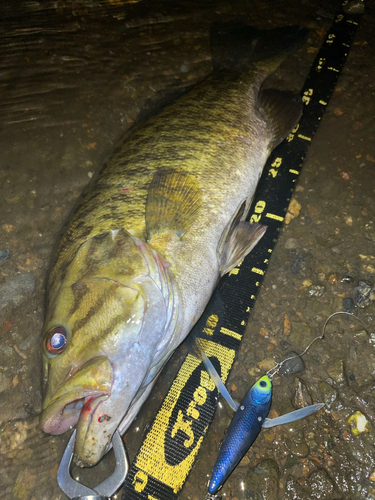 スモールマウスバスの釣果