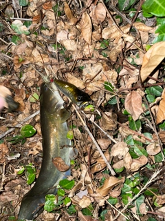 ナマズの釣果