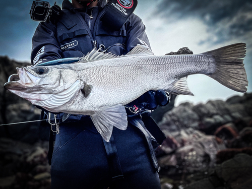 ヒラスズキの釣果