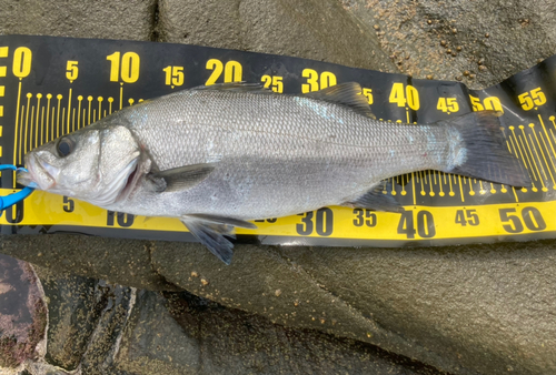 ヒラスズキの釣果