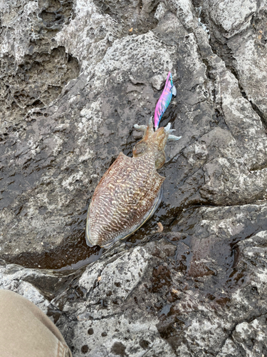 コウイカの釣果