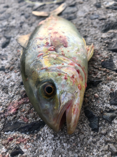 シマアジの釣果