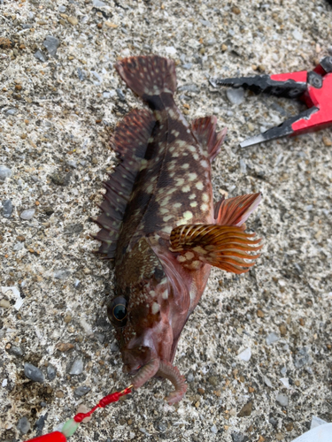 カサゴの釣果