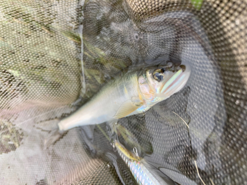 アユの釣果