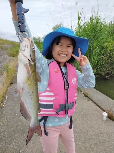 アメリカナマズの釣果