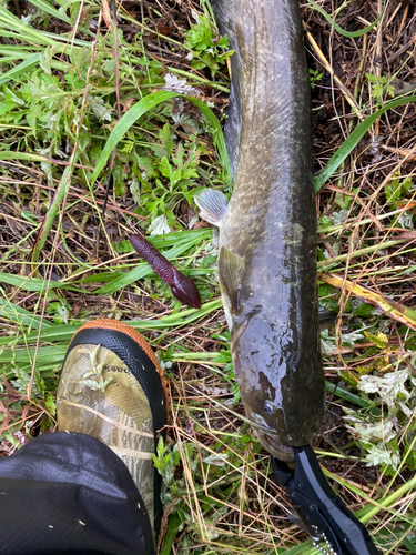 ナマズの釣果