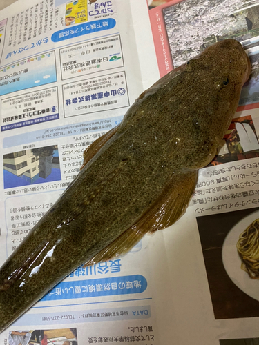 マゴチの釣果