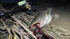 ナマズの釣果