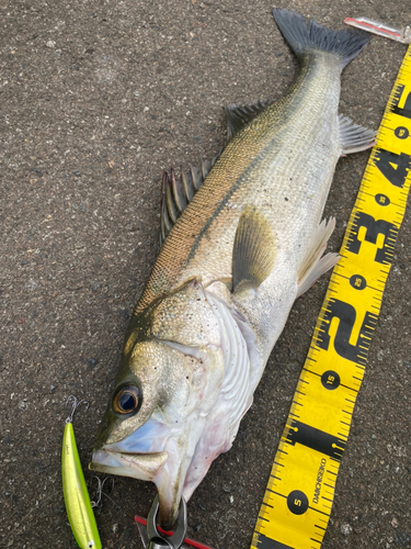 シーバスの釣果