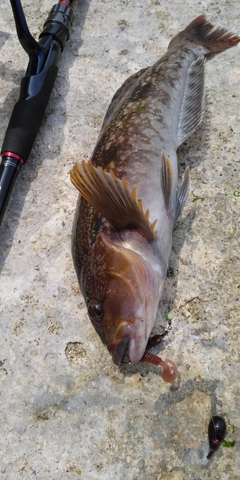 アイナメの釣果