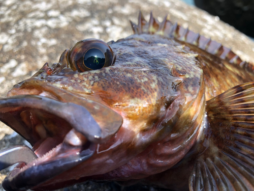 カサゴの釣果