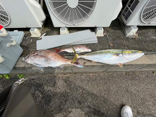 マダイの釣果