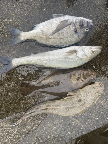 チヌの釣果