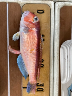 アマダイの釣果