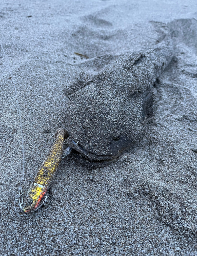 マゴチの釣果